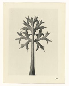 植物研究
原始艺术形式（系列名称） 作者 卡尔肾村