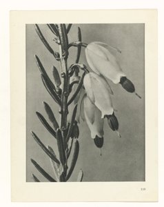 植物研究
原始艺术形式（系列名称） 作者 卡尔肾村