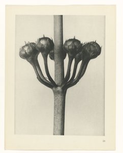 植物研究
原始艺术形式（系列名称） 作者 卡尔肾村