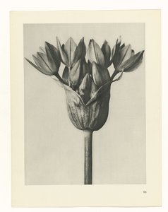 植物研究
原始艺术形式（系列名称） 作者 卡尔肾村