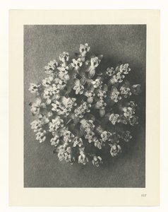 植物研究
原始艺术形式（系列名称） 作者 卡尔肾村