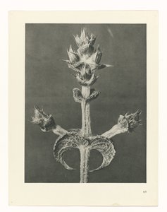 植物研究
原始艺术形式（系列名称） 作者 卡尔肾村