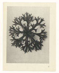 植物研究
原始艺术形式（系列名称） 作者 卡尔肾村