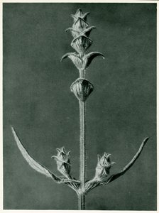 Salvia，1929（照片制作） 作者 卡尔·布罗斯费尔特