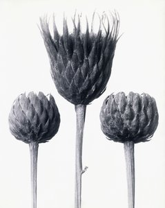 Serratula Nudicaulis（裸茎锯木），c.1928年（明胶银版） 作者 卡尔·布罗斯费尔特