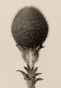 [带刺球茎植物] 作者 卡尔·布罗斯费尔特