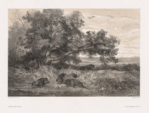 大自然之后的动物和风景：池塘里的野猪，c。 1850年。 作者 卡尔·博德默
