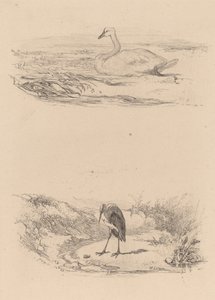 Cygne，苍鹭。 作者 卡尔·博德默