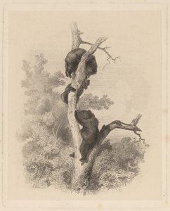 我们的熊"（Les Ours）。 作者 卡尔·博德默