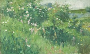 Briar-Rose灌木丛在Tjörn岛上开花