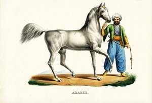 阿拉伯马，1824年 作者 卡尔·约瑟夫·布罗特曼