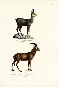 羚羊，1824年 作者 卡尔·约瑟夫·布罗特曼