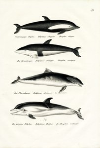 不同种类的海豚，1824年