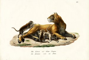 母狮与小熊，1824年 作者 卡尔·约瑟夫·布罗特曼