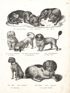 Lurcher 或 matin 狗、Canis laniarius、Bichon、西班牙狗、Chow Chow、哈巴狗、Canis fricator 和贵宾犬或水猎犬、Canis Aquaticus。 卡尔·约瑟夫·布罗德曼 (Karl Joseph Brodtmann) 的石版画，出自海因里希·鲁道夫·辛茨 (Heinrich Rudolf Schinz) 的《人类与动物自然史插图》 作者 卡尔·约瑟夫·布罗特曼