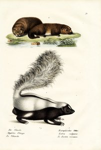 Molina&39;S Hog-Nosed臭鼬，1824年 作者 卡尔·约瑟夫·布罗特曼