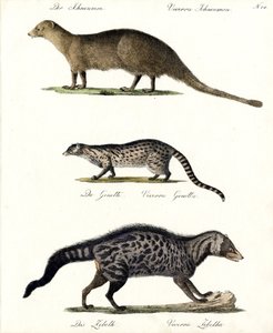 猫鼬、吉奈特和果子狸（印刷品）