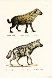 发现Hyaena，1824年