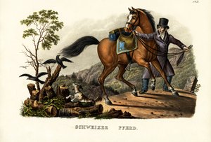 瑞士马，1824年 作者 卡尔·约瑟夫·布罗特曼