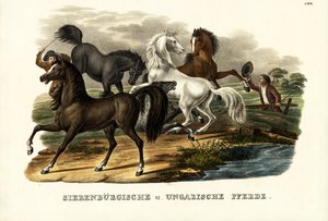 特兰西瓦尼亚和匈牙利马，1824年