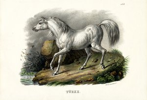 土耳其马，1824年 作者 卡尔·约瑟夫·布罗特曼