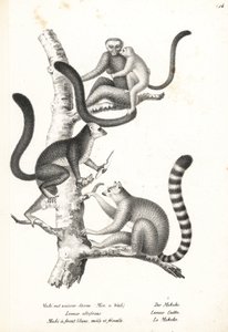 白头狐猴 (Eulemur albifrons)，雄性和雌性，濒临灭绝 1，以及环尾狐猴 (Lemur catta)，濒临灭绝 2。卡尔·约瑟夫·布罗德曼 (Karl Joseph Brodtmann) 的石版画，选自海因里希·鲁道夫·辛茨 (Heinrich Rudolf Schinz) 的《人类与动物自然史插图》 作者 卡尔·约瑟夫·布罗特曼