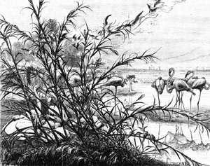 梅纳莱湖上的鸟类议会，1880年