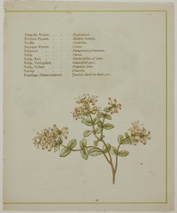 缬草与沃尔卡缅尼亚，选自《图解花语 作者 凯特·格林威（Kate Greenaway）