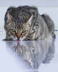 酷猫, 2022, 照片