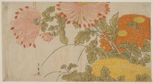菊花，约 1780 年（彩色木刻版画；绢本）