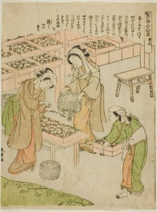 图版 6（检查新纺的蚕茧），选自 "Kaiko Yashinai-gusa "系列 作者 胜川俊章