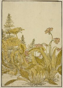 春天的花朵：紫罗兰和蒲公英，选自《悦区美女镜》（Seiro bijin awase sugata kagami）第一卷。
