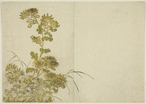 冬花：菊花，选自《妓院美女镜》第 1 卷。 作者 胜川俊章