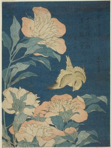 金丝雀与牡丹（Kanaari，shakuyaku），选自无题花鸟系列 作者 葛饰北斋