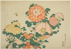 菊花和蜜蜂》，选自无标题大花系列 作者 葛饰北斋