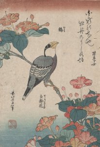 米拉比里斯上的格罗蓓克，选自无标题的《小花》系列 作者 葛饰北斋
