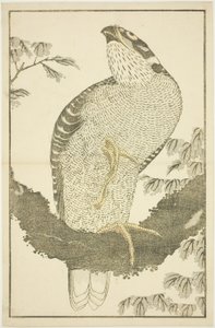 鹰，选自《北斋写实画集》（北斋写真集） 作者 葛饰北斋