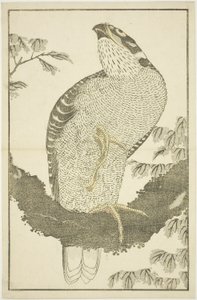 鹰，摘自《北斋写实画册》（Hokusai shashin gafu）。 作者 葛饰北斋