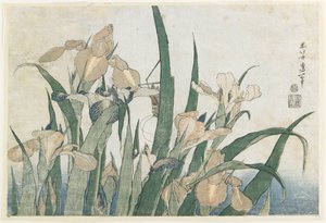 鸢尾花和蚱蜢，c.1830-31（彩色木版画）