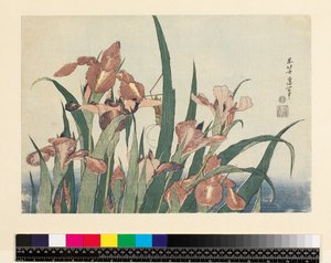 鸢尾花和蚱蜢，酒吧。作者：Nishimura Eijudo，c.1832，（yoko-e-横向格式，彩色木版画） 作者 葛饰北斋