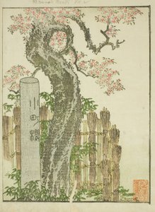 小町樱（Komachi zakura），选自绘本《东方娱乐图鉴》（Ehon Azuma asobi）。 作者 葛饰北斋