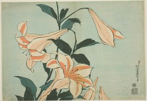 百合花，选自无标题大花系列 作者 葛饰北斋