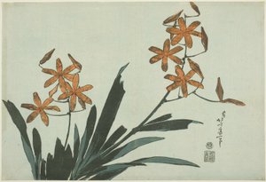 橙色兰花，选自无标题花卉系列 作者 葛饰北斋