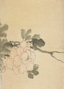 牡丹，18世纪末至19世纪初。 作者 葛饰北斋