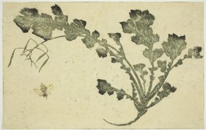 黄蜂和萝卜梗，选自《北斋写实画集》。 作者 葛饰北斋