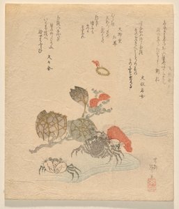 螃蟹与中国玫瑰花枝