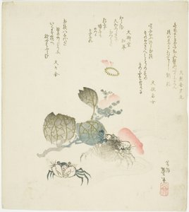 山茶花旁的两只螃蟹