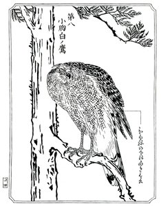 鹰，1898年。 作者 川边京菜