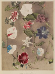 牵牛花群 作者 小川和正