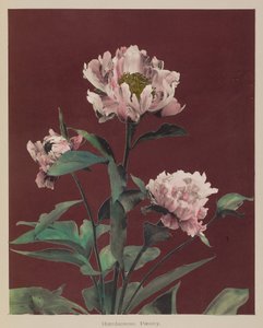 耐寒牡丹 作者 小川和正